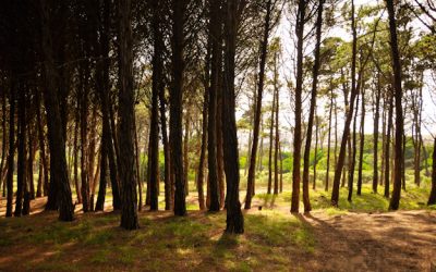 Las dueñas del bosque